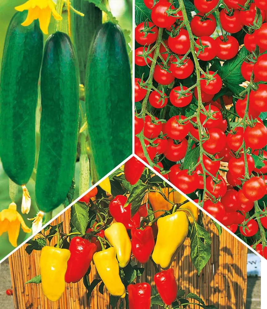 baldur-garten-4er-snack-gem-se-kollektion-gurke-tomate-paprika-10-5-cm-topf image 1