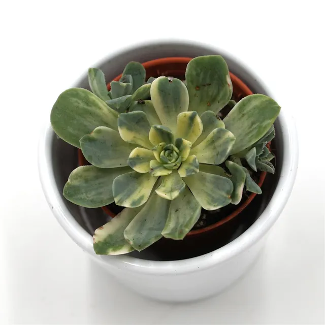 pasiora-aeonium-domesticum-f-variegata-sukkulente-5-5cm image 1