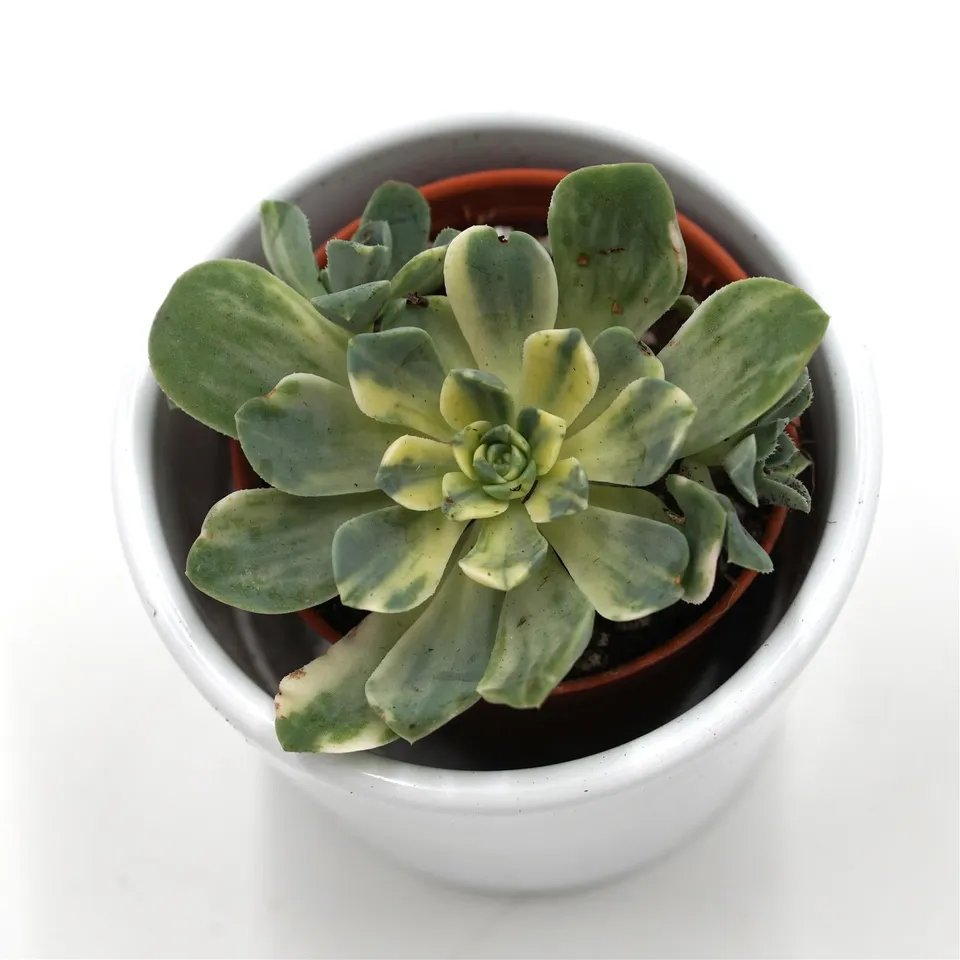 pasiora-aeonium-domesticum-f-variegata-sukkulente-5-5cm image 1