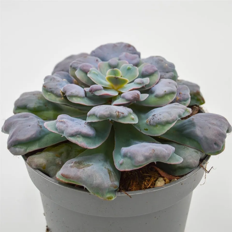 pasiora-echeveria-hearts-delight-echeverie-13cm image 1