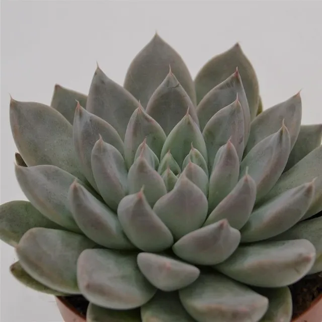 pasiora-echeveria-tolimanensis-night-cloud-sukkulente-im-8-5cm-topf image 1