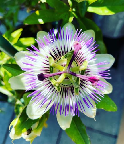 baldur-garten-exotische-maracuja-pflanze-passiflora-edulis-im-9x9-cm-topf image 6
