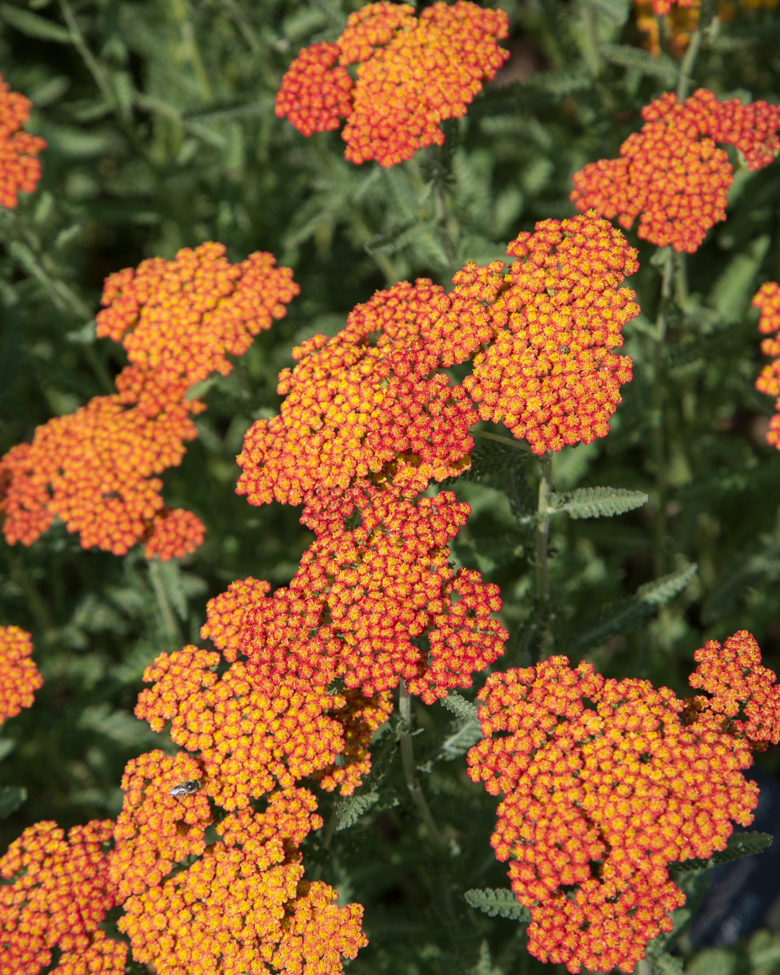 feey-schafgarbe-orange-braun-terracotta-rhizome image 2