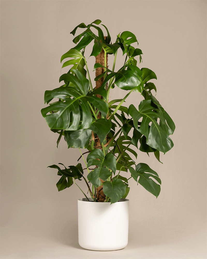 feey-monstera-xl-monstera-deliciosa-fensterblatt-zimmerpflanze-gro image 7