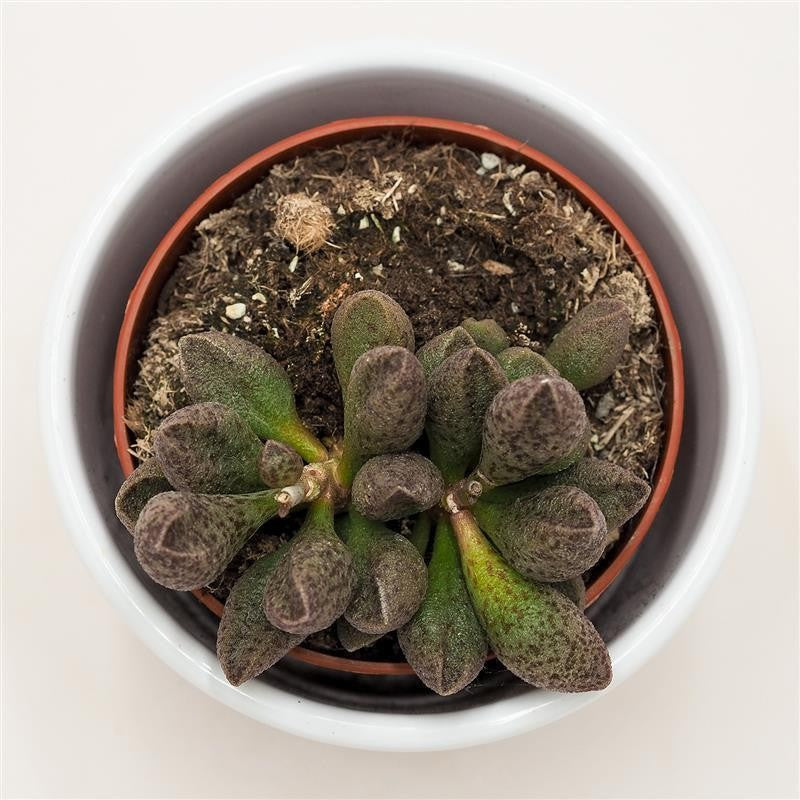 pasiora-adromischus-sp-sukkulente-8-5-cm-topf image 3