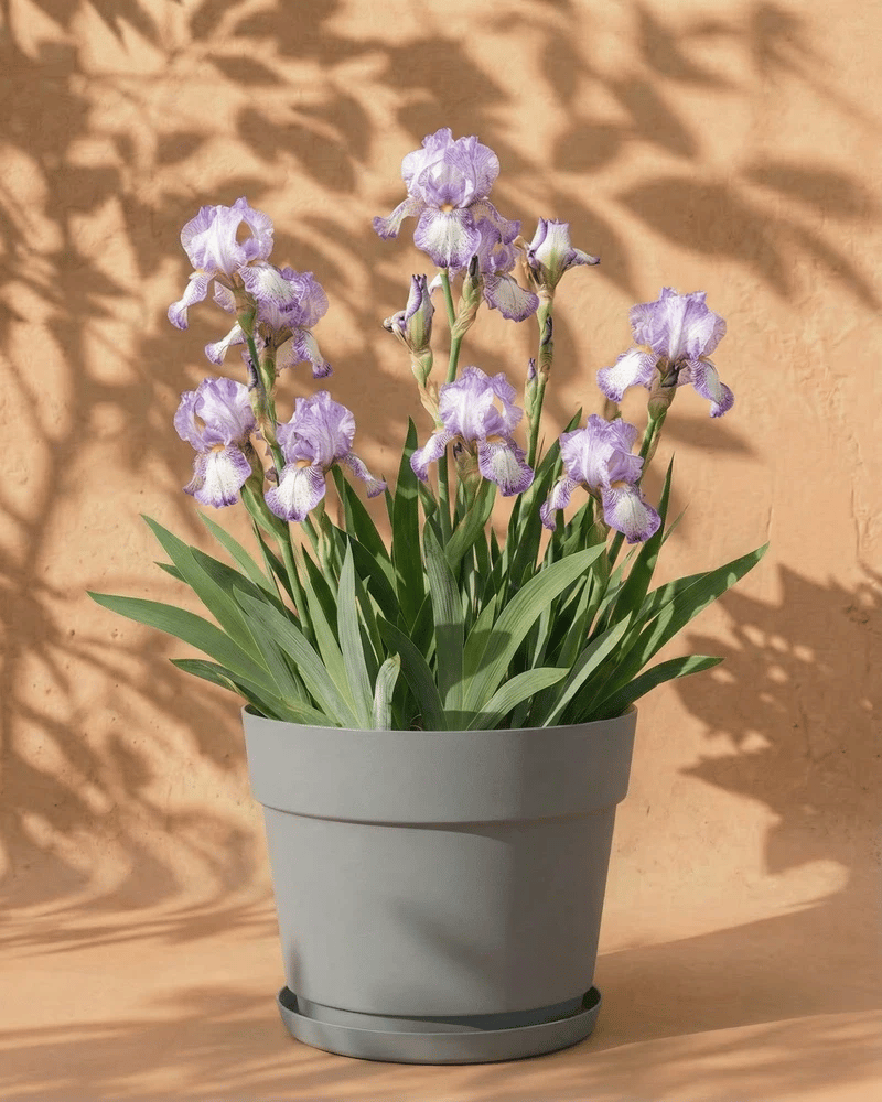 feey-iris-wei-violett-iris-germanica image 7
