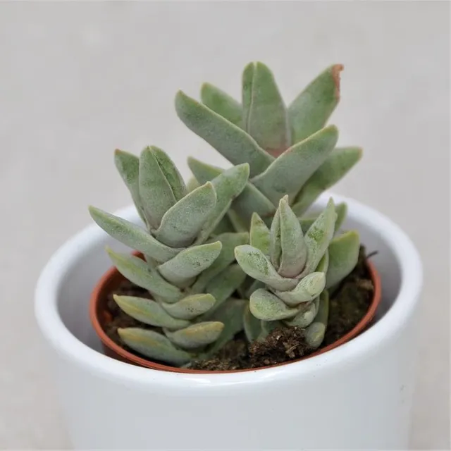 pasiora-crassula-falcata-minor-propeller-pflanze-5-5-cm-topf image 1