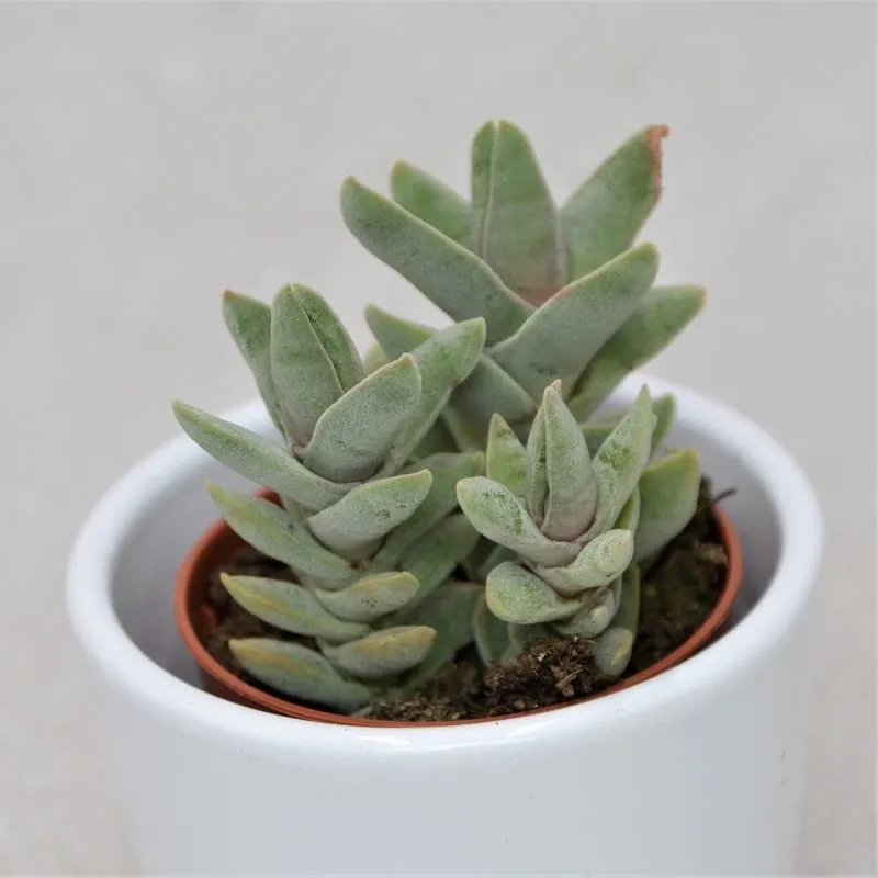 pasiora-crassula-falcata-minor-propeller-pflanze-5-5-cm-topf image 1