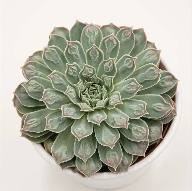 pasiora-echeveria-hearts-choice-sukkulente-10-5cm image 1