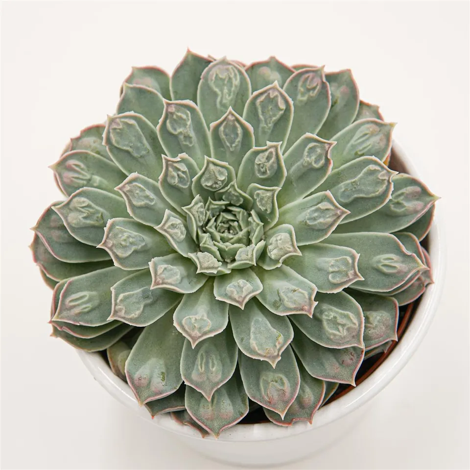 pasiora-echeveria-hearts-choice-sukkulente-10-5cm image 1