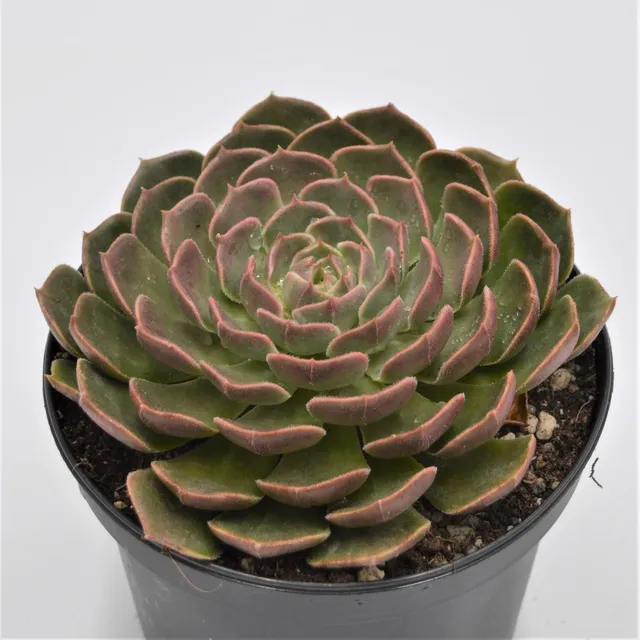 pasiora-echeveria-brown-rose-sukkulente-15-cm-xxl-rosette image 1