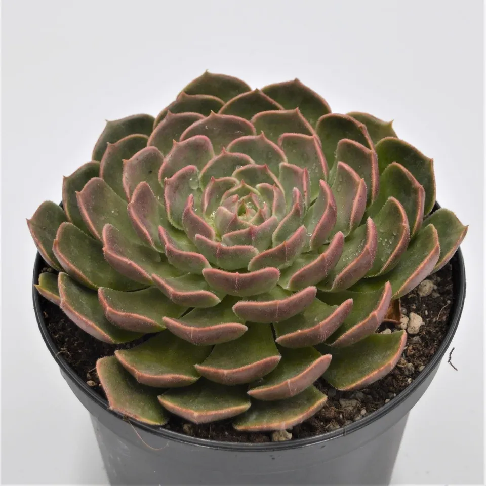pasiora-echeveria-brown-rose-sukkulente-15-cm-xxl-rosette image 1