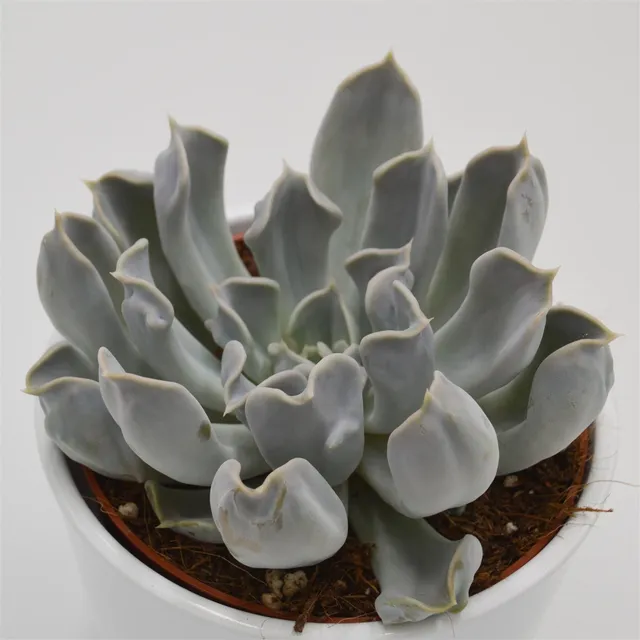 pasiora-echeveria-thriller-pearl-sukkulente-12cm image 1