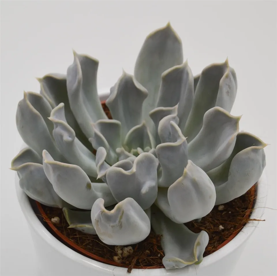 pasiora-echeveria-thriller-pearl-sukkulente-12cm image 1