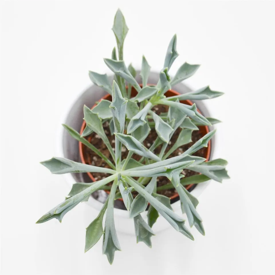 pasiora-senecio-kleiniiformis-sukkulente-8-5-cm-topf image 1
