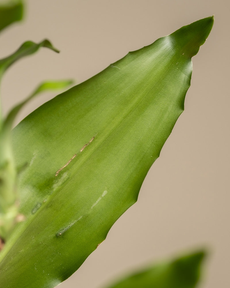 feey-gro-er-drachenbaum-dracaena-fragrans-65-75-cm image 6