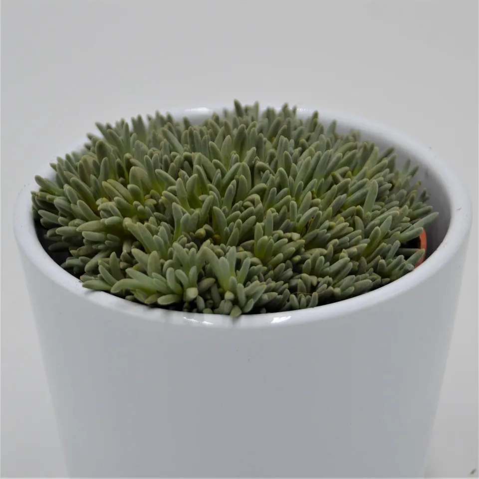 pasiora-delosperma-sphalmantoides-sukkulente-im-8-5cm-topf image 1