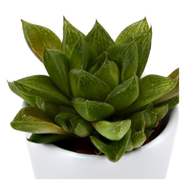 pasiora-haworthia-cymbiformis-sukkulente-6cm image 2