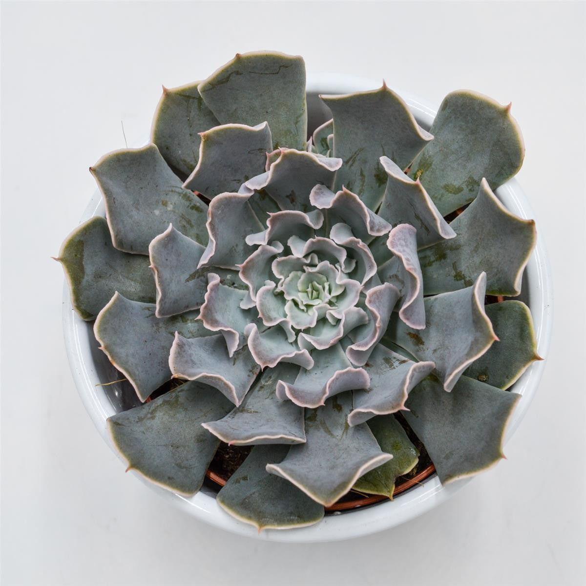 pasiora-echeveria-lavender-runes-sukkulente-8-5cm image 1