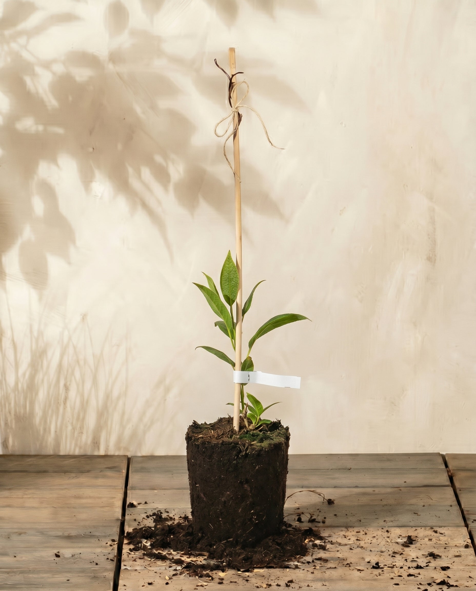 feey-mini-kiwi-actinidia-arguta-issai-obstpflanze image 3