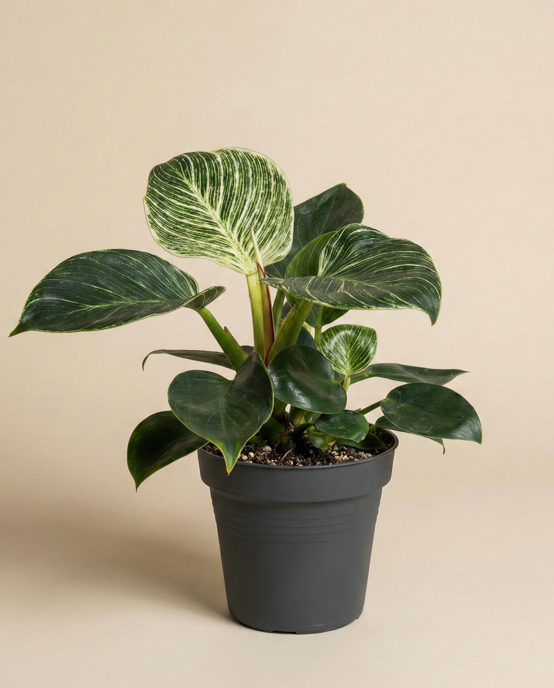 feey-philodendron-birkin-hydro-zimmerpflanze image 3
