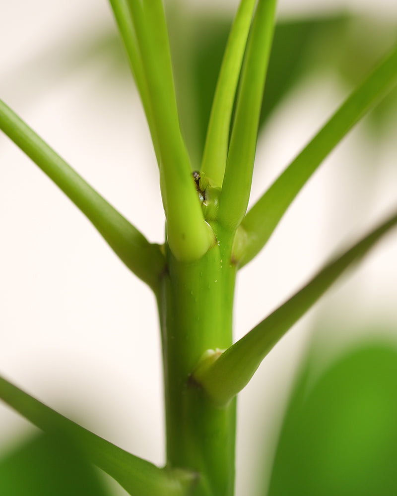 feey-schefflera-arboricola-strahlenaralie-zimmerpflanze-im-16er-topf image 8