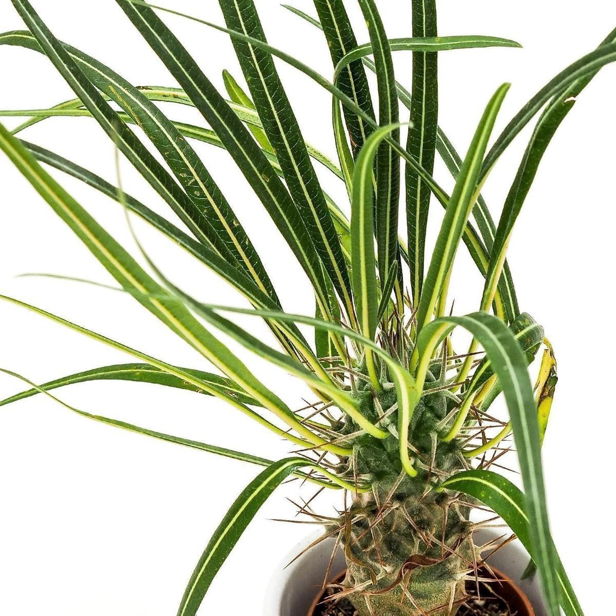 pasiora-pachypodium-geayi-sukkulente-9cm-topf image 1