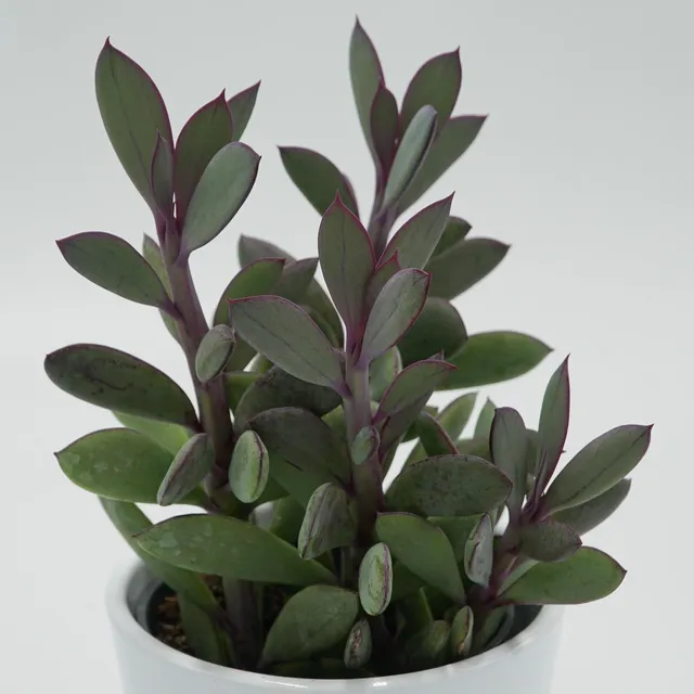 pasiora-senecio-crassissimus-sukkulente-8-5cm-topf image 1
