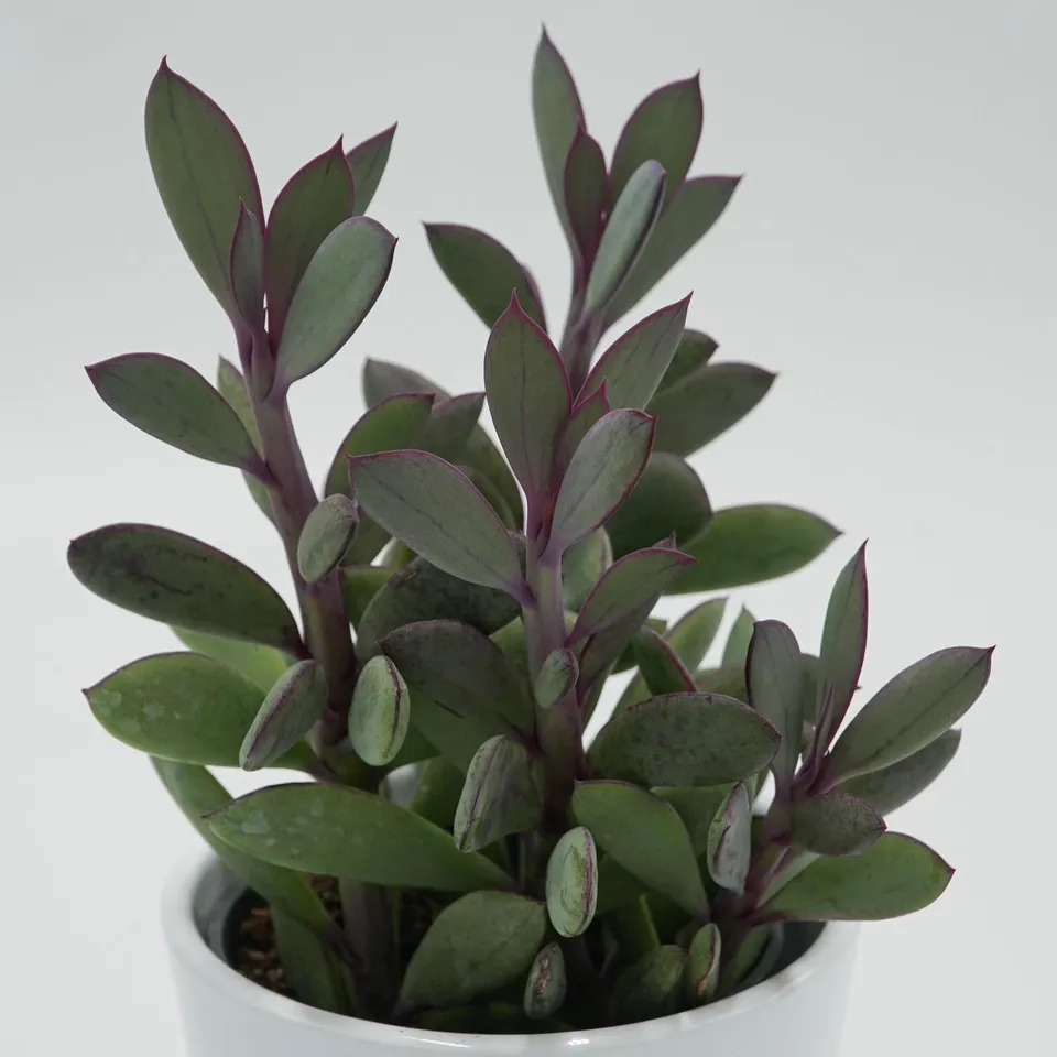pasiora-senecio-crassissimus-sukkulente-8-5cm-topf image 1