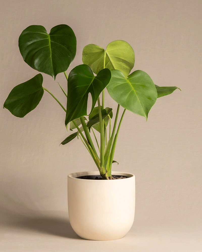 feey-monstera-fensterblatt-zimmerpflanze image 6