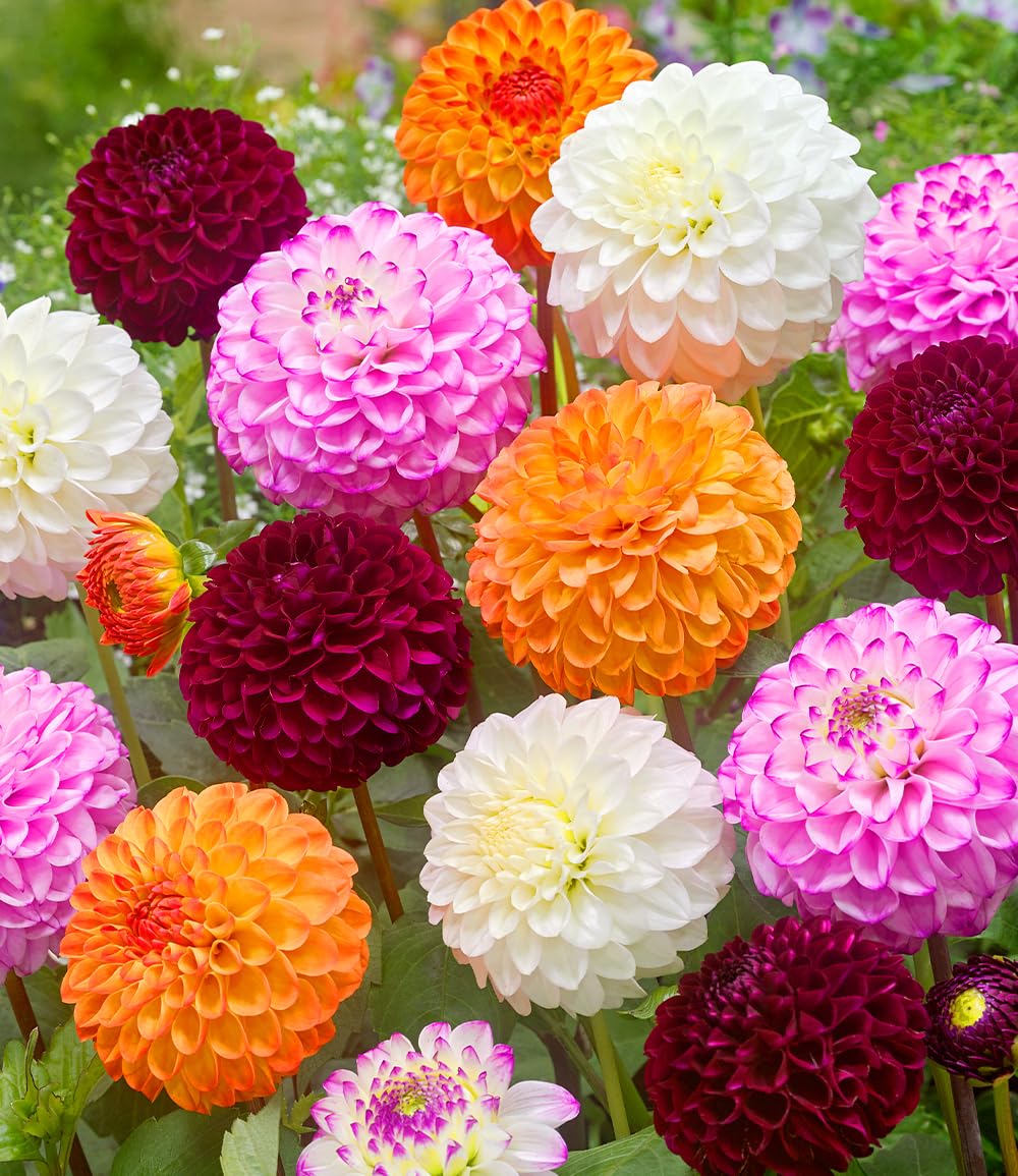 baldur-garten-dahlien-mix-pompon-3-knollen-gr-e-i image 1
