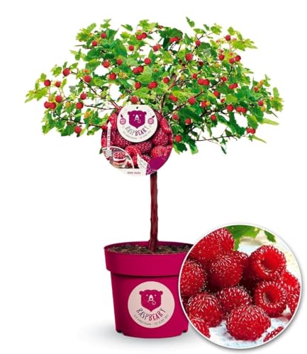 baldur-garten-himbeere-twotimer-sugana-pflanze-im-2-liter-topf image 6