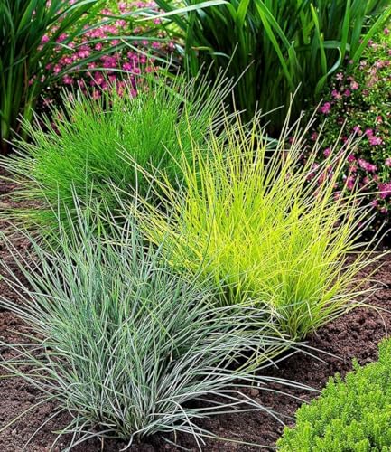 baldur-garten-gr-ser-trio-15-pflanzen-im-9x9-cm-topf image 2