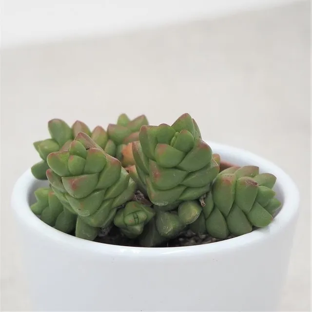 pasiora-crassula-marchandii-sukkulente-5-5cm image 1