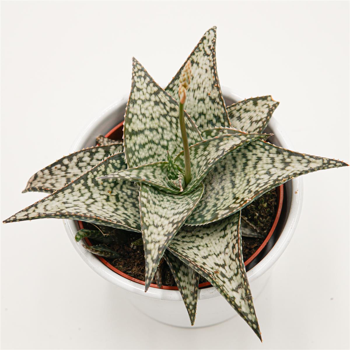 pasiora-aloe-aculeata-wilderness-sukkulente-10-5-cm image 1
