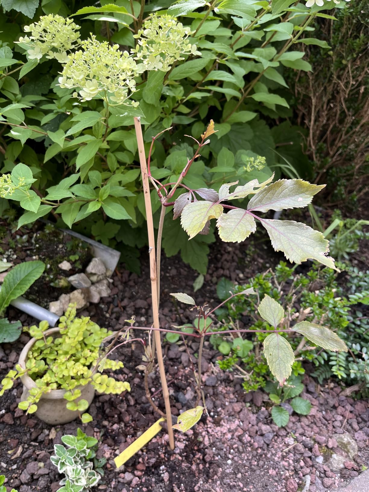 Bienenmagnet