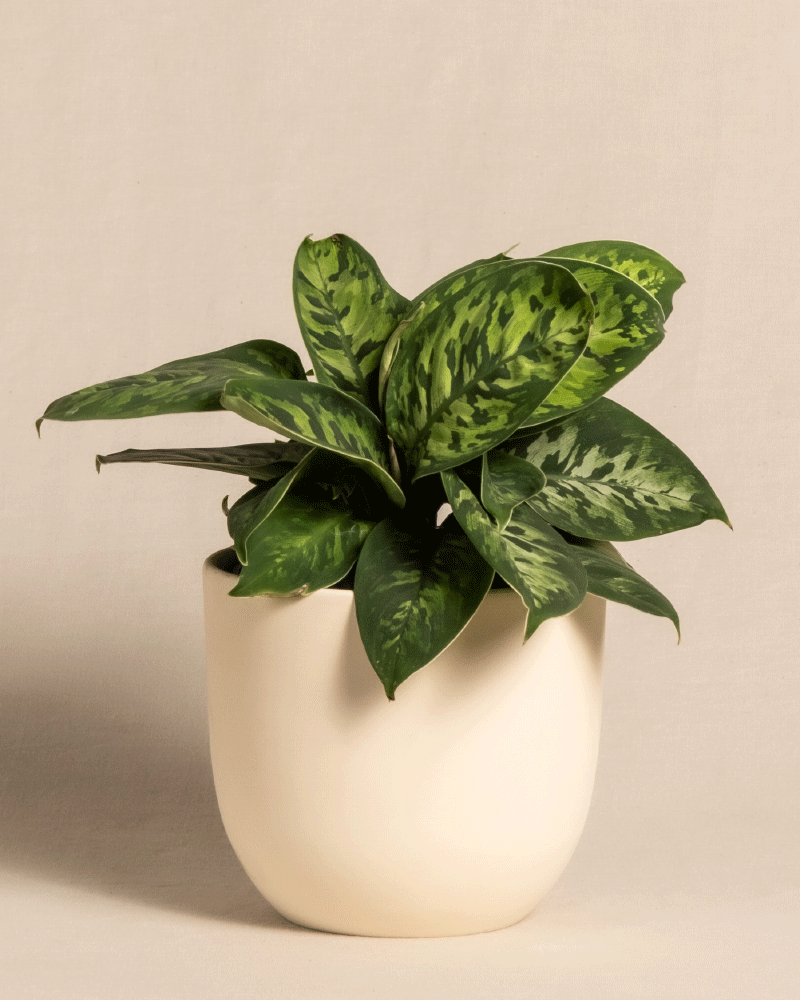 feey-homalomena-camouflage-zimmerpflanze-mit-bertopf image 6
