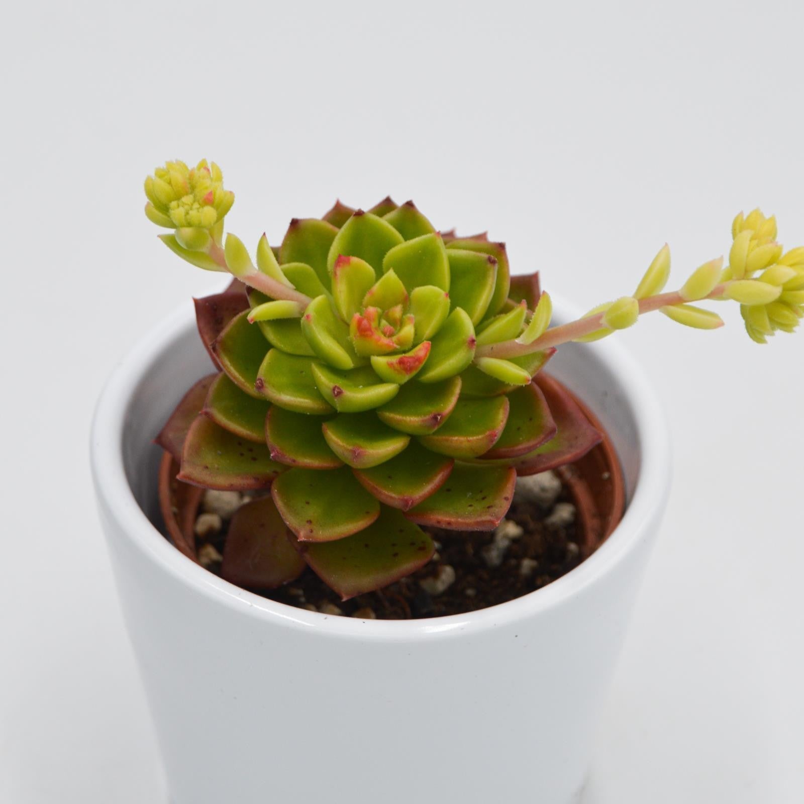 pasiora-x-sedeveria-letitzia-variegata-sukkulente-6cm image 2