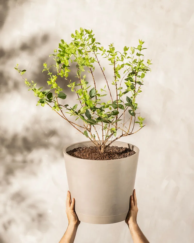 feey-lonicera-purpusii-winterduft-heckenkirsche image 1