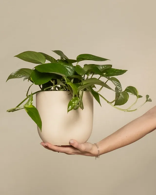 feey-gro-e-efeutute-epipremnum-aureum-h-ngepflanze image 1