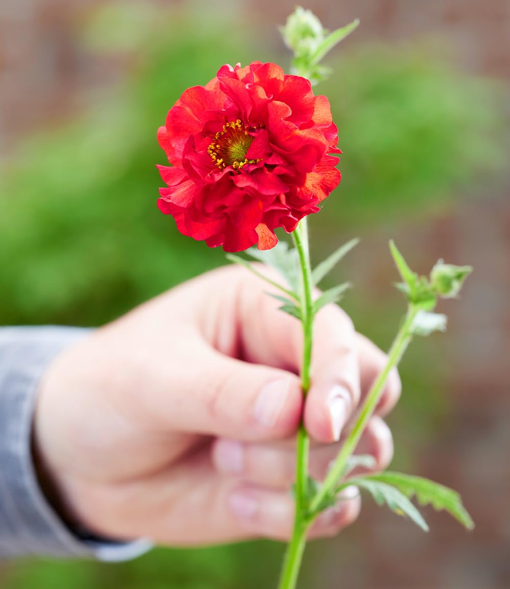 baldur-garten-geum-firestarter-nelkenwurz-im-9x9-cm-topf image 6