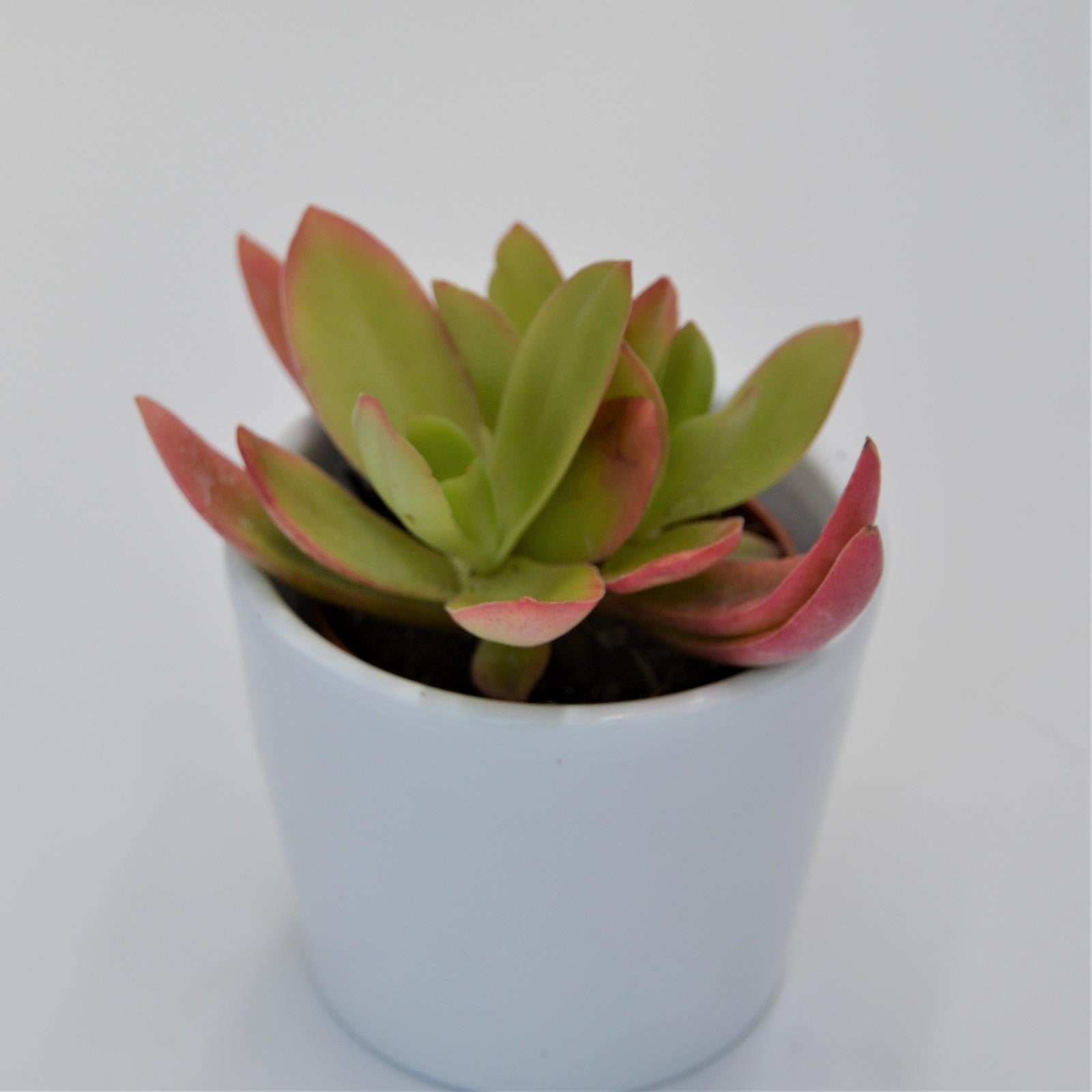 pasiora-crassula-capitella-campfire-sukkulente-5-5cm image 5