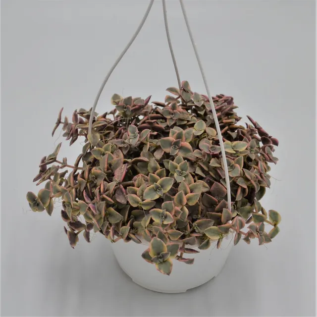 pasiora-crassula-pellucida-ssp-marginalis-ampel-15cm image 1
