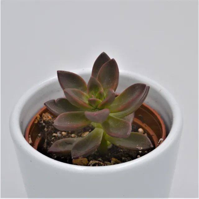 pasiora-x-sedeveria-sorrento-sukkulente-6cm-topf image 1
