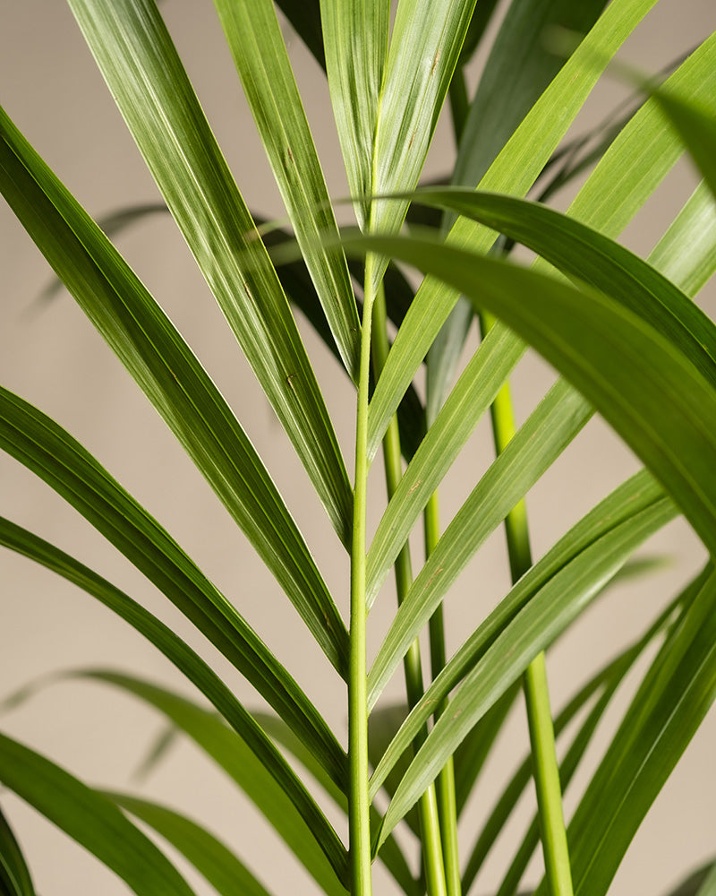 feey-kentiapalme-gro-zimmerpflanze-howea-forsteriana image 2