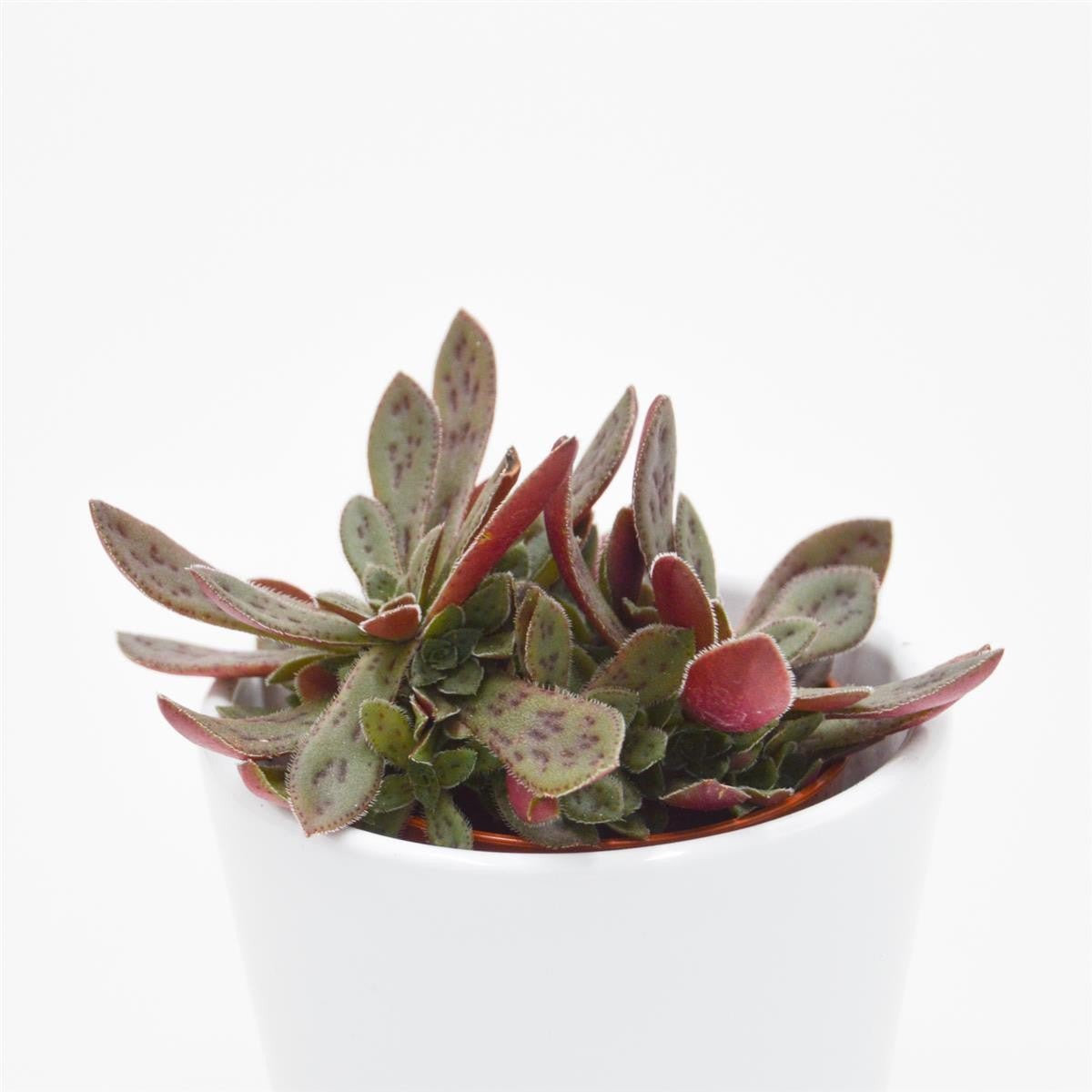 pasiora-crassula-exilis-subsp-picturata-sukkulente-5-5cm-topf image 2
