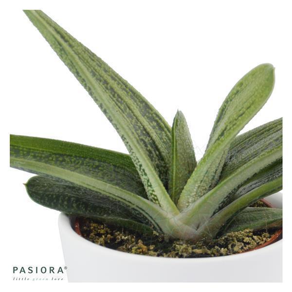 pasiora-gasteria-dragon-skin-sukkulente-6cm-topf image 3