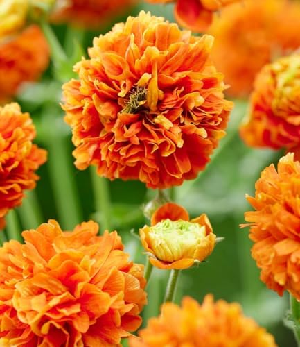 baldur-garten-geum-orange-pumpkin-3x-staude-9x9-cm image 5