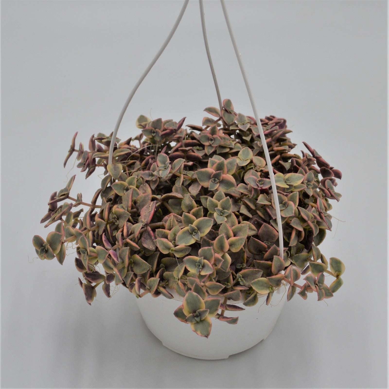 pasiora-crassula-pellucida-ssp-marginalis-ampel-15cm image 1