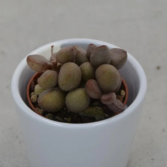 pasiora-adromischus-marianiae-cv-little-spheroid-sukkulente-5-5cm-topf image 1